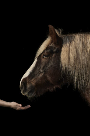 Year of the horse